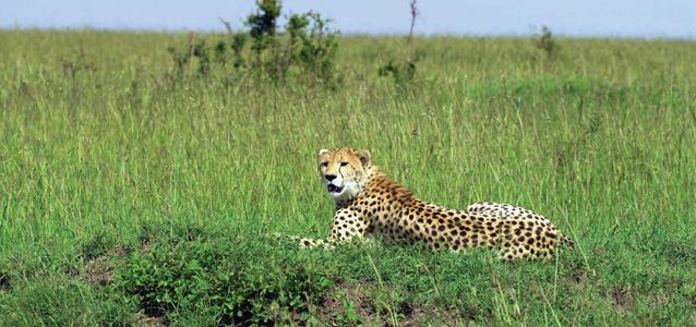 Spot the Spotted: Your Ultimate Guide to Amagarh Leopard Safari