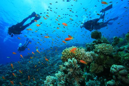 Into the Blue: Your Complete Guide to Scuba Diving in Gokarna