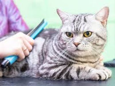 Keeping Your Feline Fabulous: The Growing Demand for Cat Grooming in Dubai