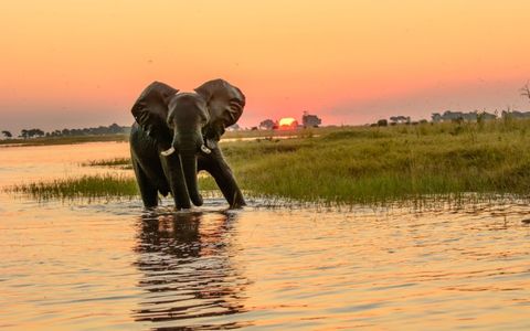 Best Safari Destinations in Botswana You Must Visit