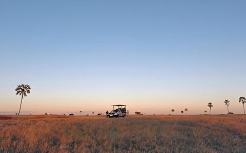 Top Wildlife Experiences in Botswana Safaris