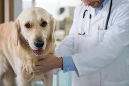 Dog Doctor Lucknow’s Advice on Handling Dog Anxiety During Travel