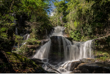 Exploring Malaysia’s Rainforests: A Nature Lover’s Guide