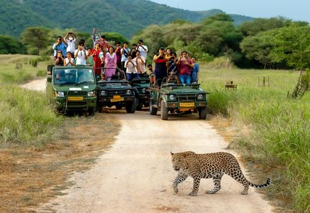 Spot the Leopard: A Complete Guide to Jhalana Leopard Safari
