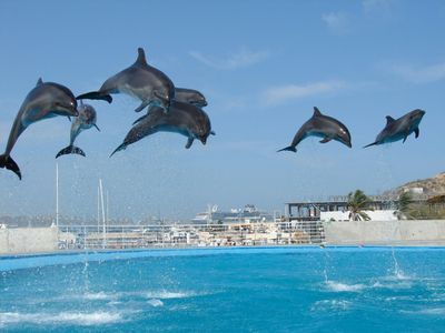 Why the Dolphin Show Dubai Is a Must-See Attraction for Families