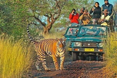 Ranthambore Safari: Into the Land of Tigers