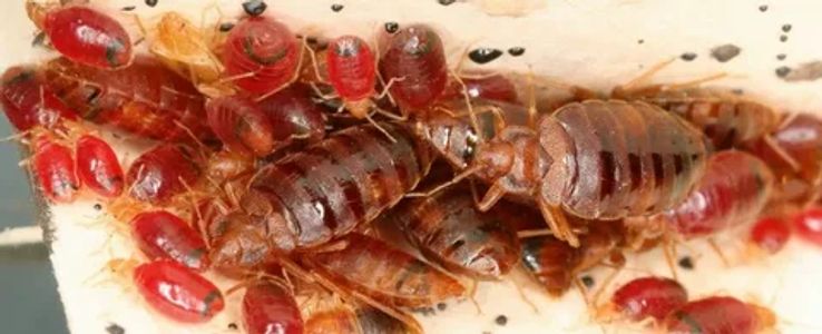 Bedbugs Spray in Lahore – Effective Bedbug Control Solutions
