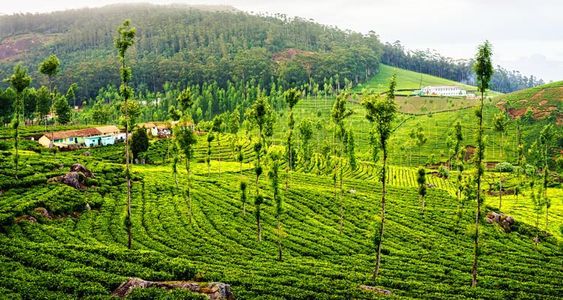 3 Days in Ooty: Explore the Queen of Nilgiris in a Blissful Escape