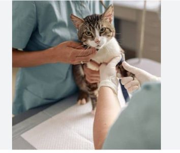 Pet Taxi Paris to London Price: What to Expect in 2024