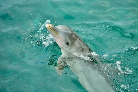 Everything You Need to Know Before Booking Dolphin Bay Dubai Tickets