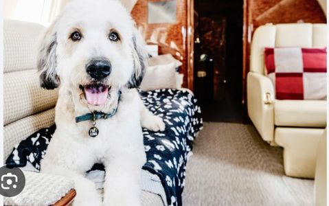 大陸貓帶回香港：2024年終極指南