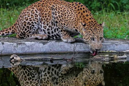 Adventure Awaits in the Aravallis: Inside the Amagarh Leopard Safari Trail