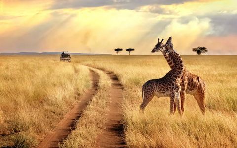 Kenya Safari Packing List – Essentials for Every Traveler