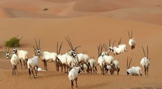 Here Are 5 Wildlife Surprises You’ll Encounter on a Desert Dubai Safari 2025!