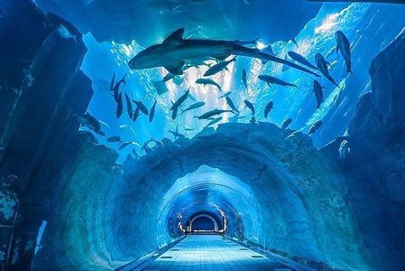 Discover Marine Magic at Dubai Aquarium & Underwater Zoo