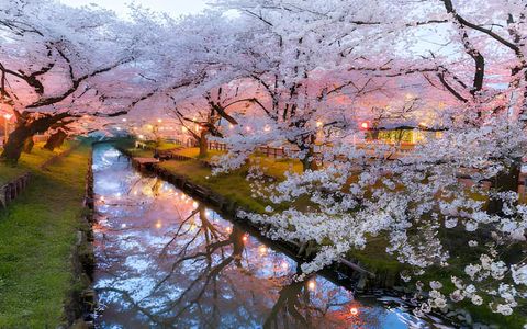 Ultimate Guide to Cherry Blossom Spots in Japan