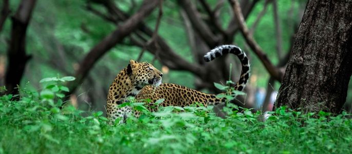 Amagarh Leopard Safari – A Complete Guide for Your Jaipur Wildlife Experience