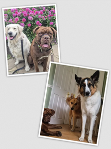 Professional Dog Boarding: Ensuring Your Pet’s Comfort and Safety