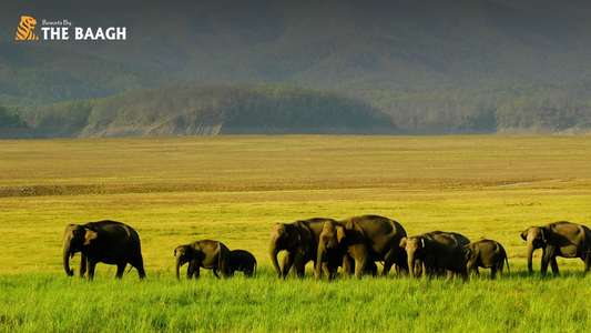 Why Choosing the Right Resort in Jim Corbett Makes Your Wildlife Trip Unforgettable