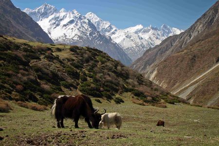 5 Best Places to trek in Nepal