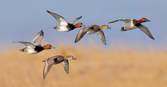 Everything You Need to Know About Dove and Duck Season in Florida