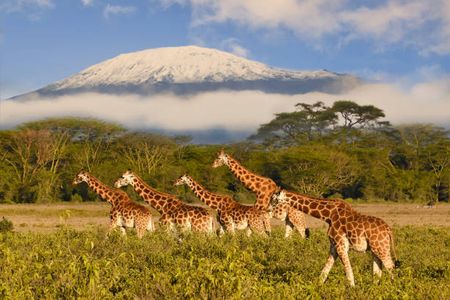 A Guide to Tanzania’s National Parks for Wildlife Enthusiasts