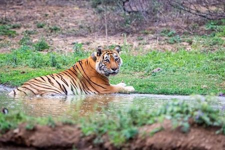 Wild Encounters in the Desert State: National Parks in Rajasthan Where You Can Spot the Majestic Tig