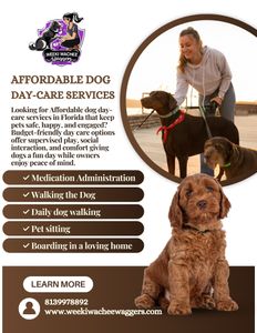 Affordable Dog Day-Care Options Across Florida