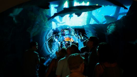 What to See Inside Dubai Mall Aquarium and Underwater Zoo