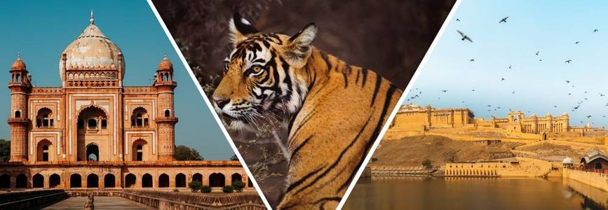 Wildlife Wonders of Rajasthan: Beyond the Forts and Palaces