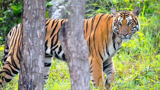 When to Book Your India Trip: Perfect Timing for Tiger Spotting