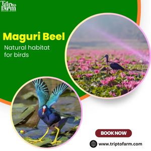 Maguri Beel – Natural habitat for birds