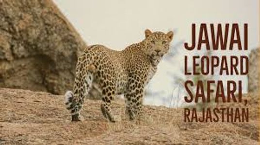 Jawai Leopard Safari: Is it Really Worth Your Money? (My Honest Experience)