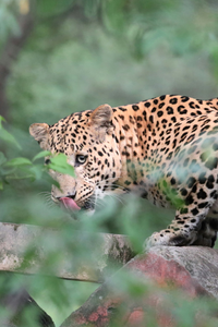 Why Jawai Leopard Safari is the safest adventure with the BanBanjara team