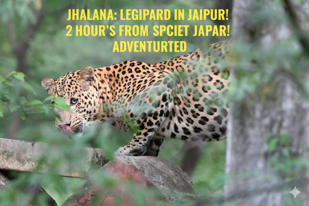 Jhalana Leopard Safari: Why This City Jungle Should Be on Your 2026 Bucket List