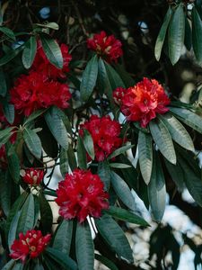 Rhododendron Treks in India That Turn the Mountains into a Garden