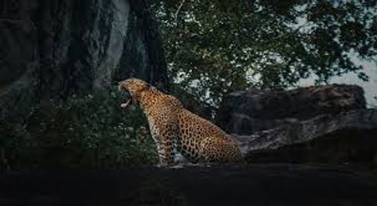 Jhalana Leopard Safari: Best Time to Visit & Tips