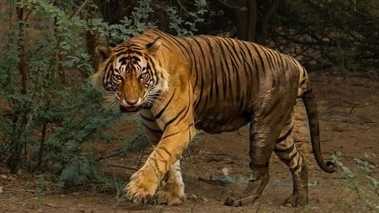 Sariska Safari: Where Tigers Roar Again