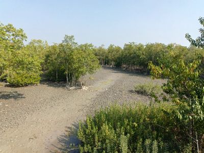 The Ultimate Guide to the Best Sundarban Tour in 2026 - Complete Resource for your Sundarban Tour