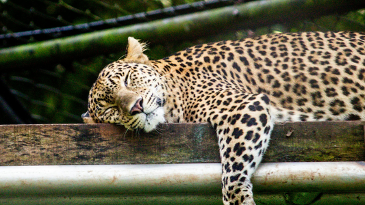 Jhalana Leopard Safari Sightings vs Jawai: Why Jhalana is Better for Leopard Sightings