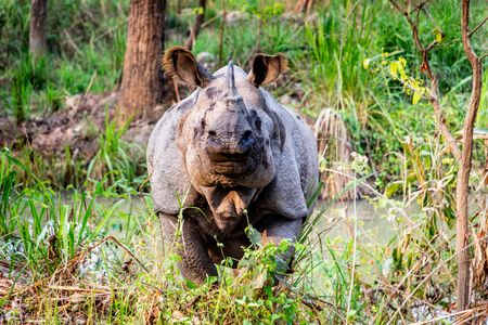 Witness Majestic Rhinos, Tigers, and Elephants on a Chitwan Safari Adventure