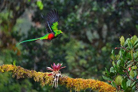 The Ultimate Guide to Wildlife Watching in Costa Rica