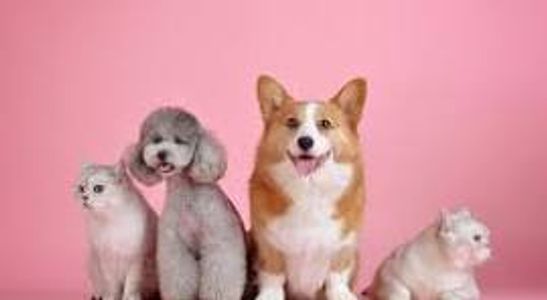 🐾 Turkish Airlines Pet Policy – Complete 2026 Travel Guide ✈️