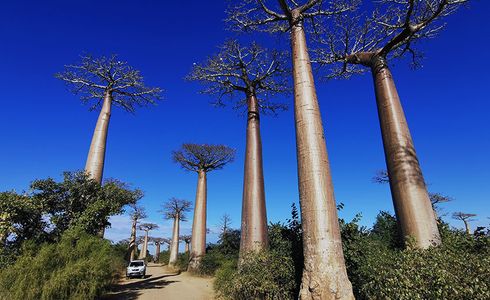 Entry Requirements for Bermuda Citizens to Madagascar