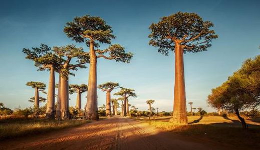 Essential Entry Info for Bhutanese Travelers Heading to Madagascar