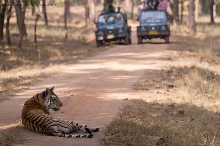 Why Pench National Park is Perfect for Your Next Wildlife Vacation