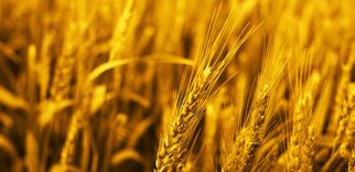 Baisakhi: The Harvest Festival