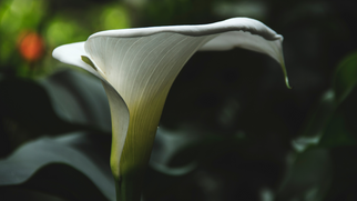 Best hotels in Ooty by MyTravaly