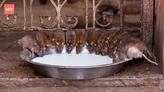 This Rajasthani Temple is Inhabited by a Multitude of Rats!