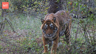 Ranthambore National Park: A Nature Lover&#039;s Paradise